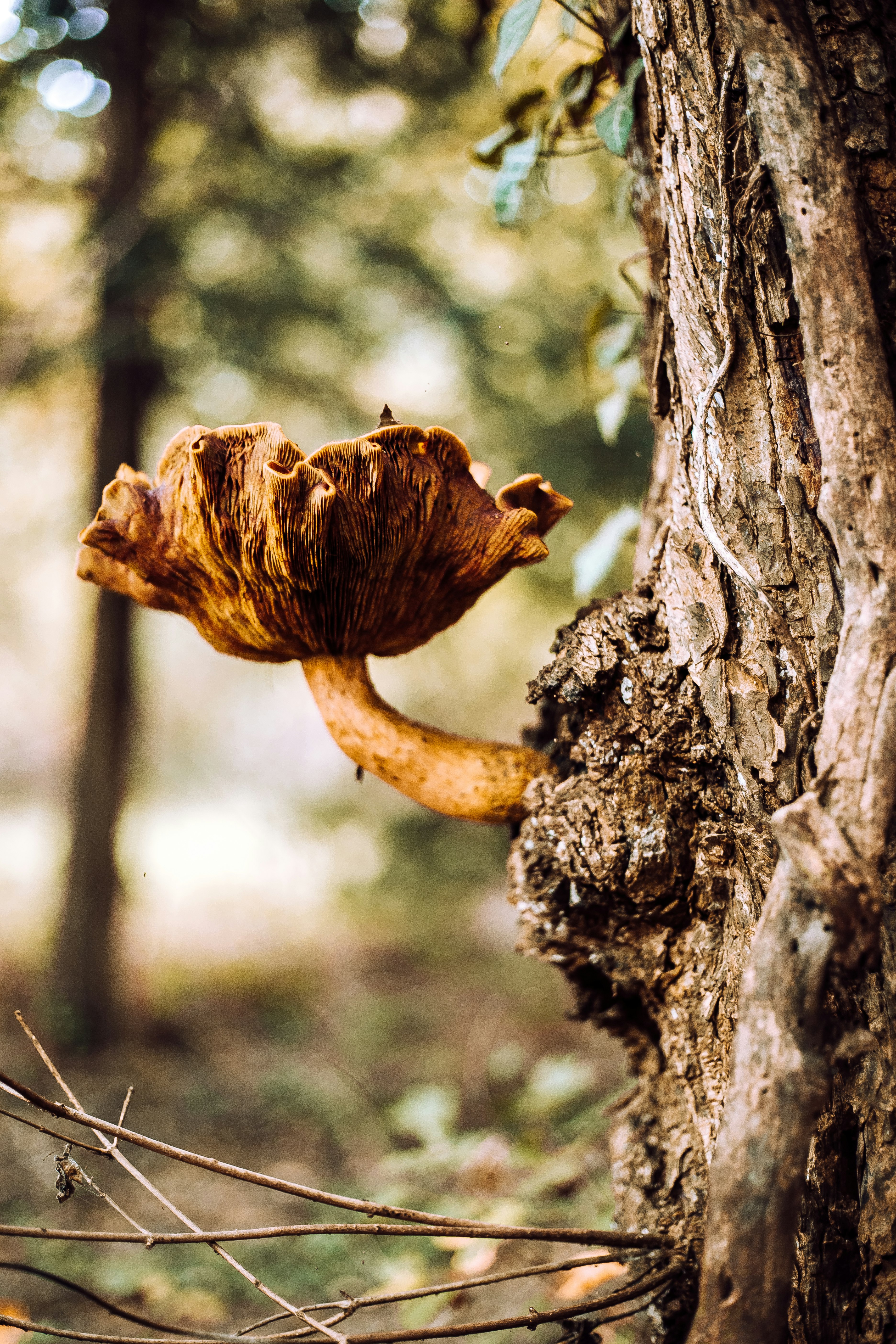 brown mushroom on brown tree trunk