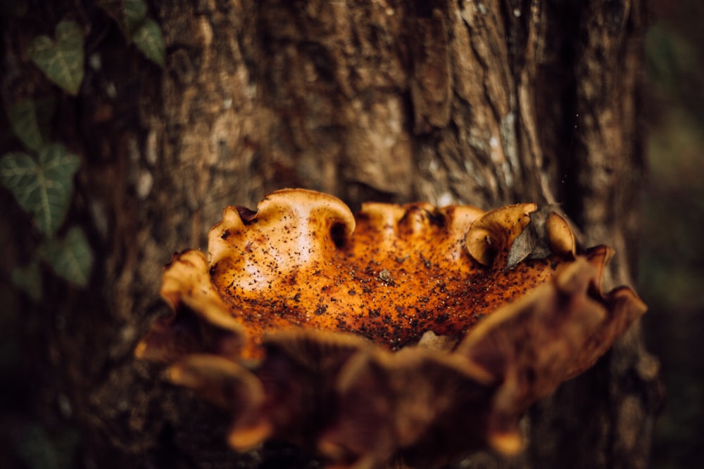 brown dried leaf on brown tree trunk