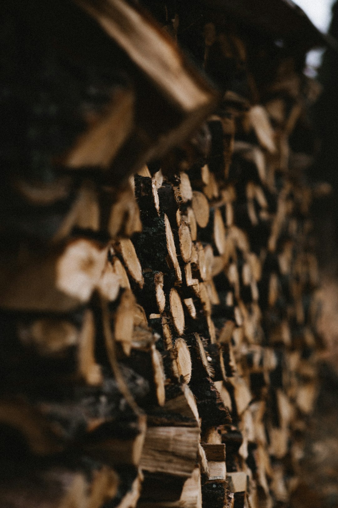 brown wooden log in close up photography