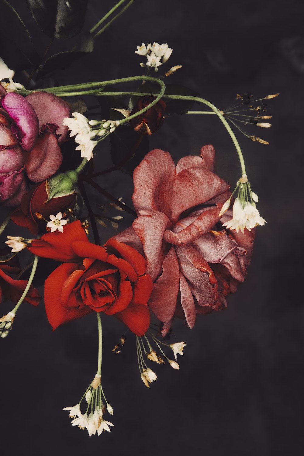 빨간 장미 꽃 클로즈업 사진