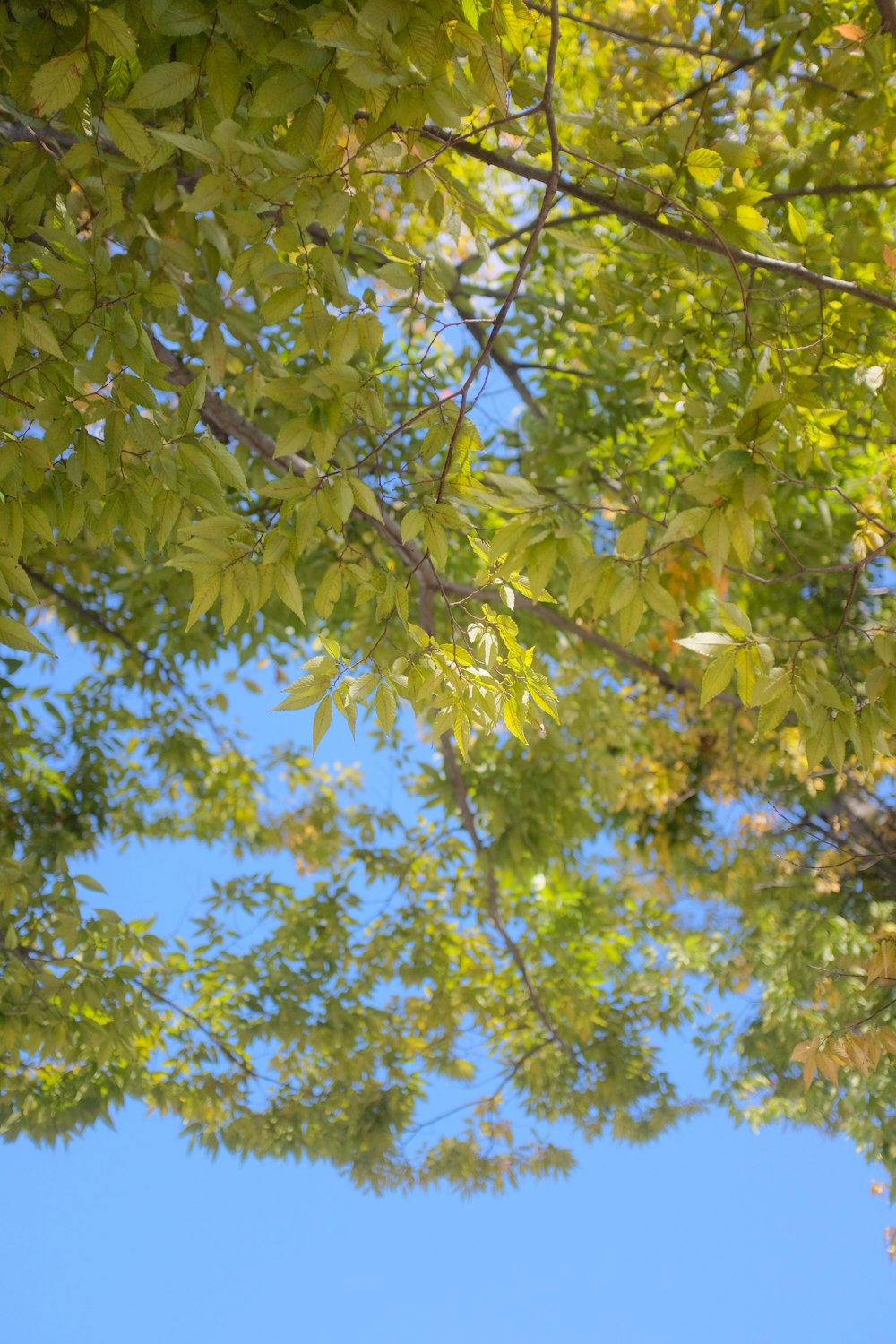 green leaves on tree during daytime