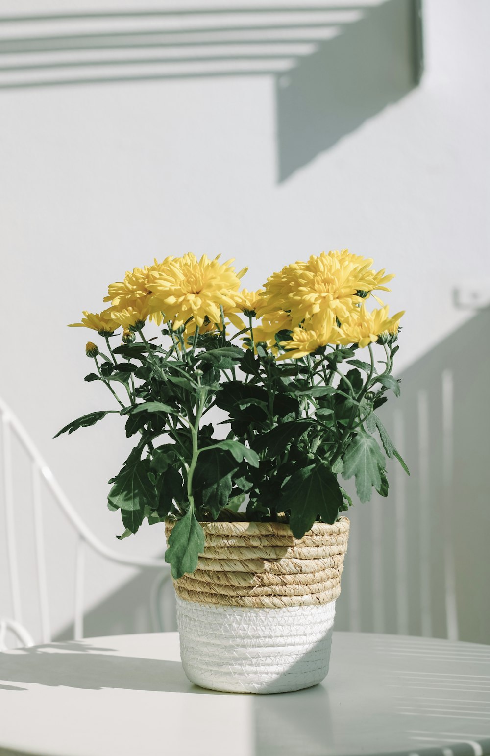 yellow flowers on brown woven basket