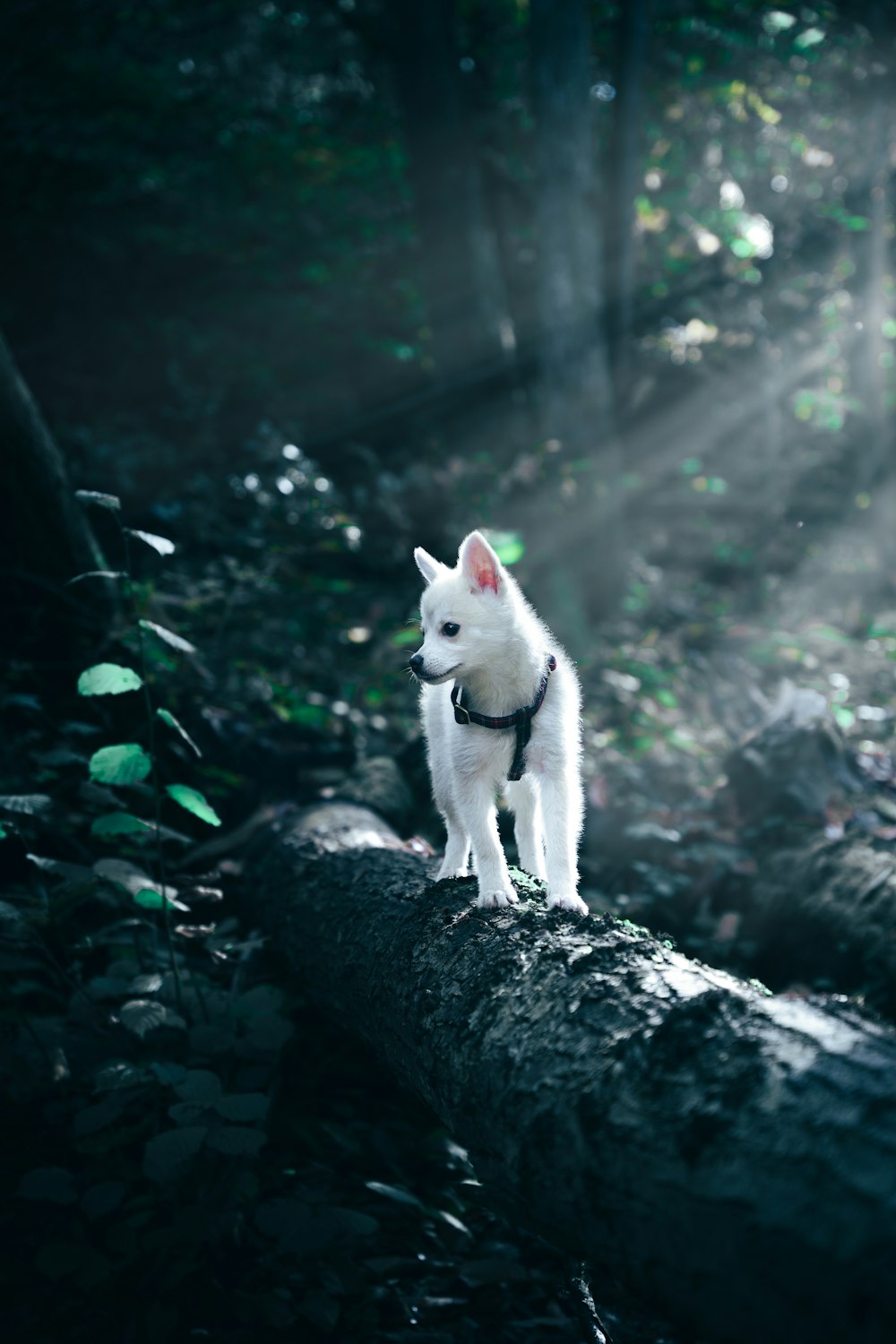 黒い岩の上の白いシベリアンハスキーの子犬