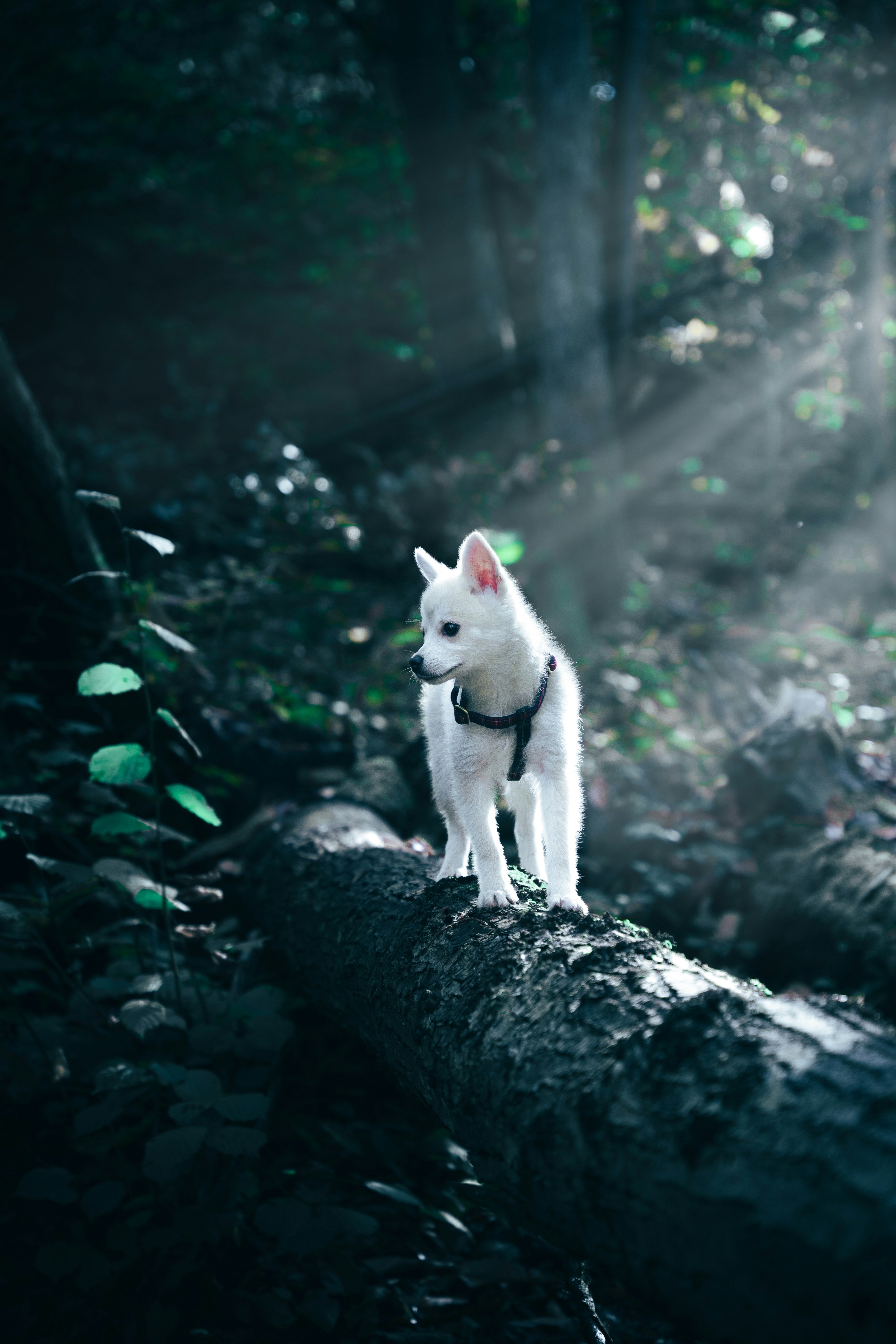 white-siberian-husky-puppy-on-black-rock