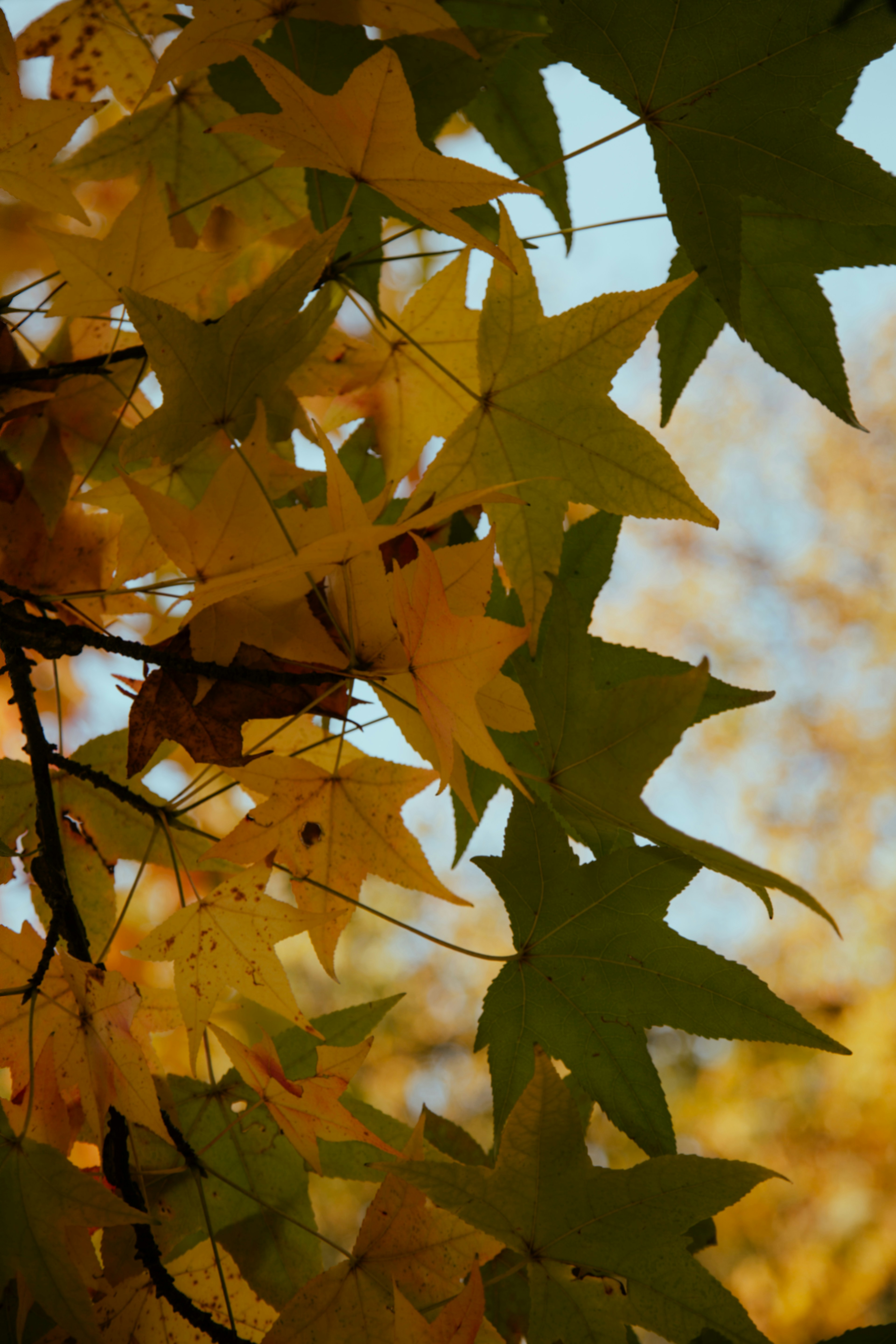 Photo by i_am_simoesse