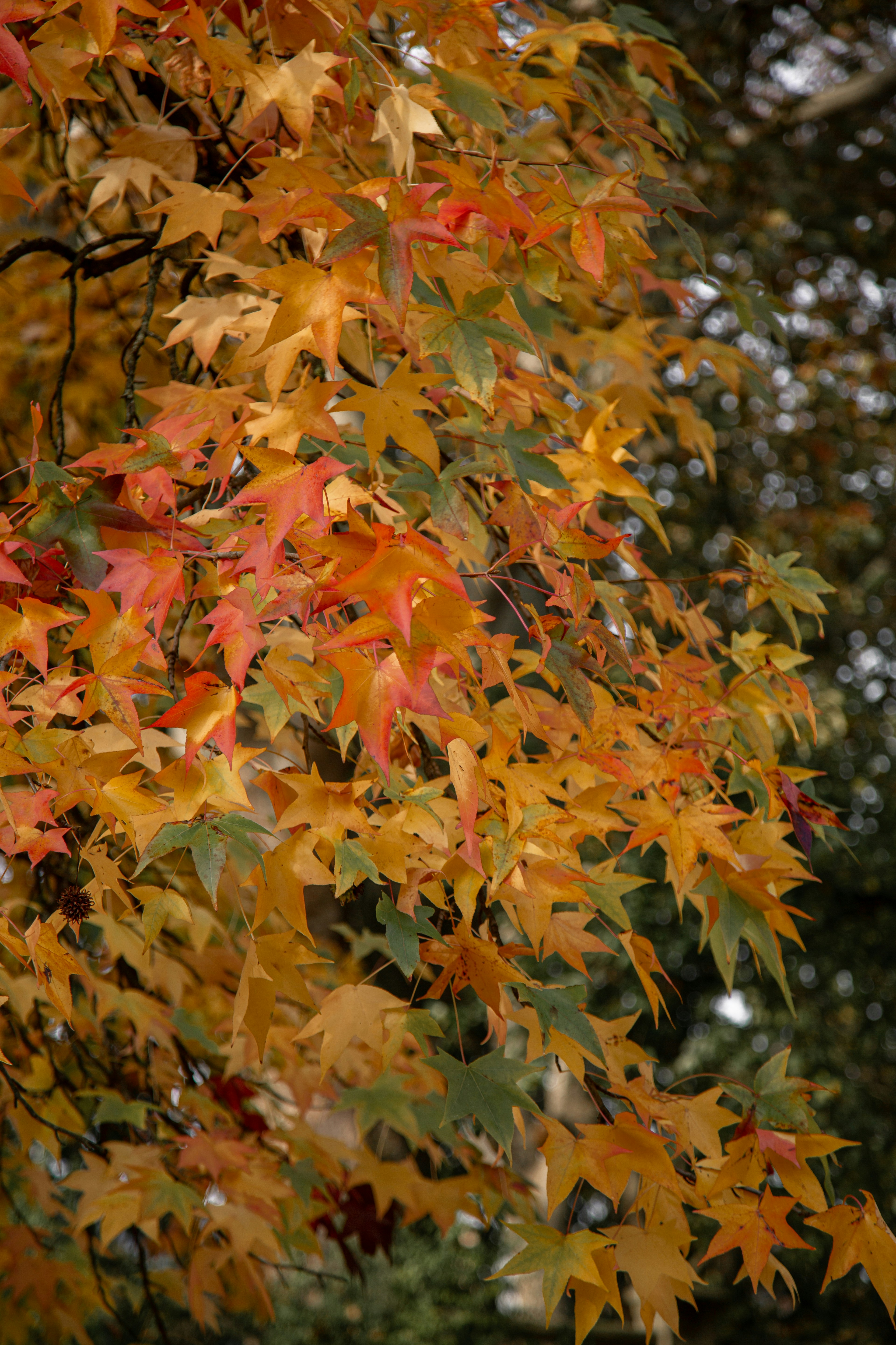 Photo by i_am_simoesse