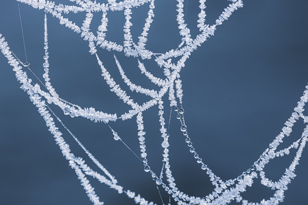 water droplets on spider web in grayscale photography