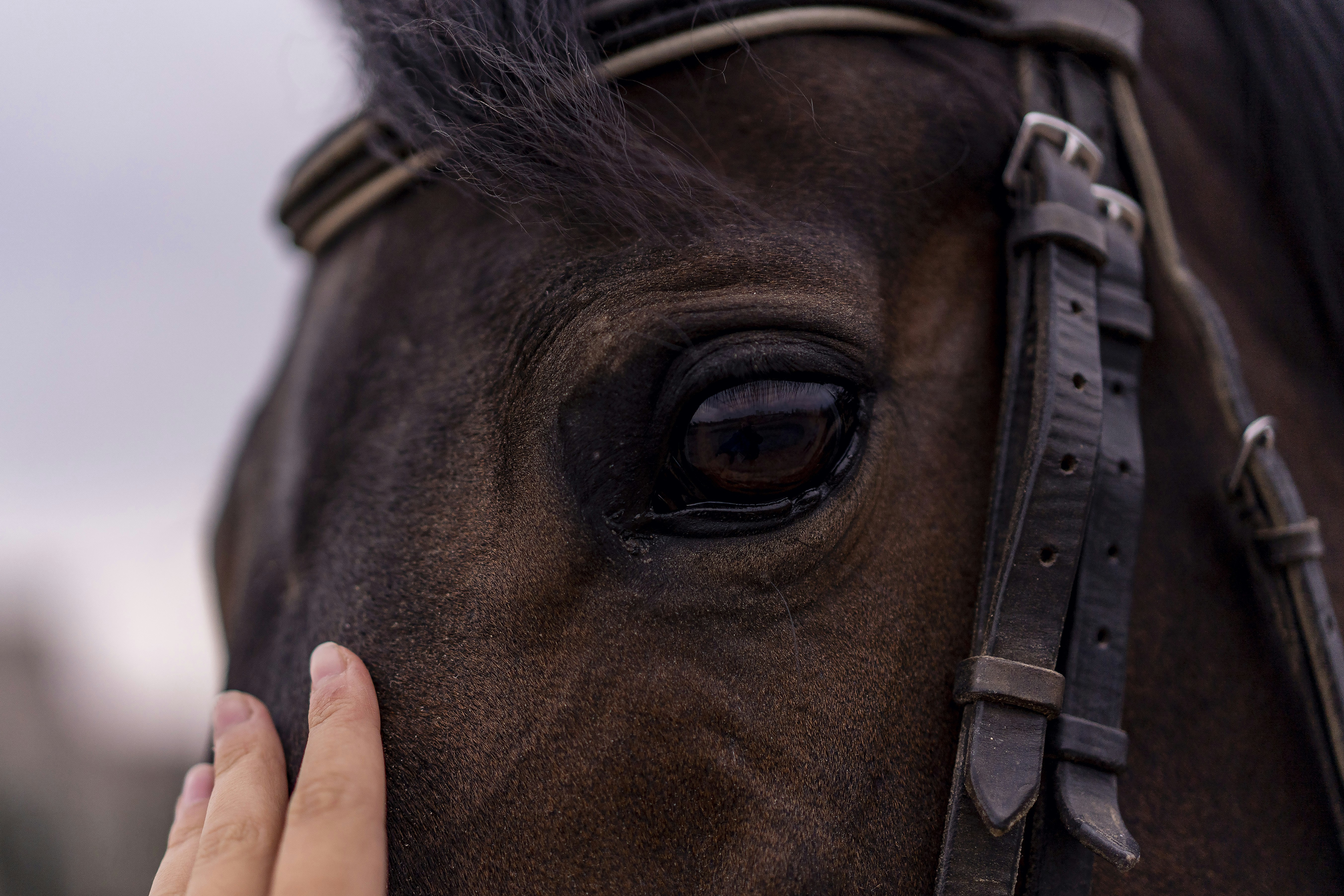 100+ Inspiring Messages: If Wishes Were Horses, Beggars Would Ride