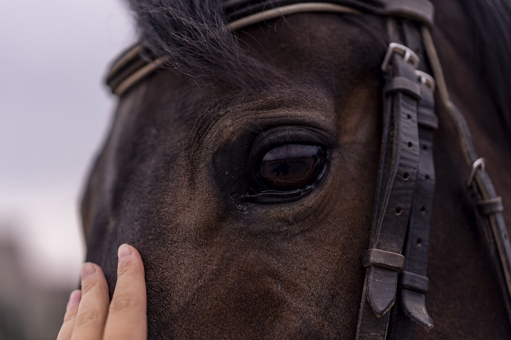 person holding black horses eye
