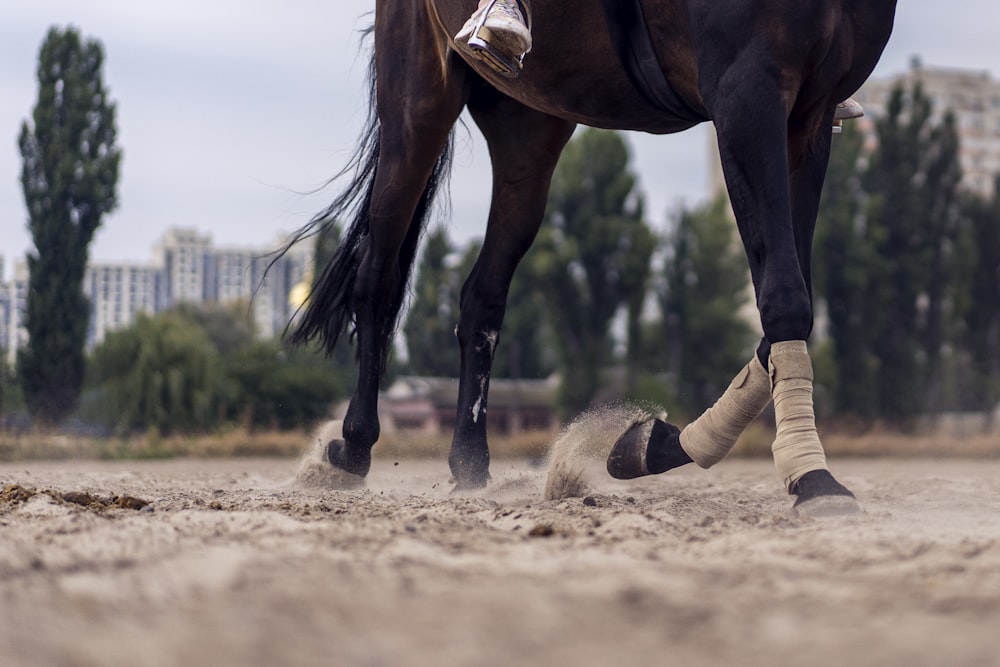 Cavallo marrone che corre sulla sabbia marrone durante il giorno