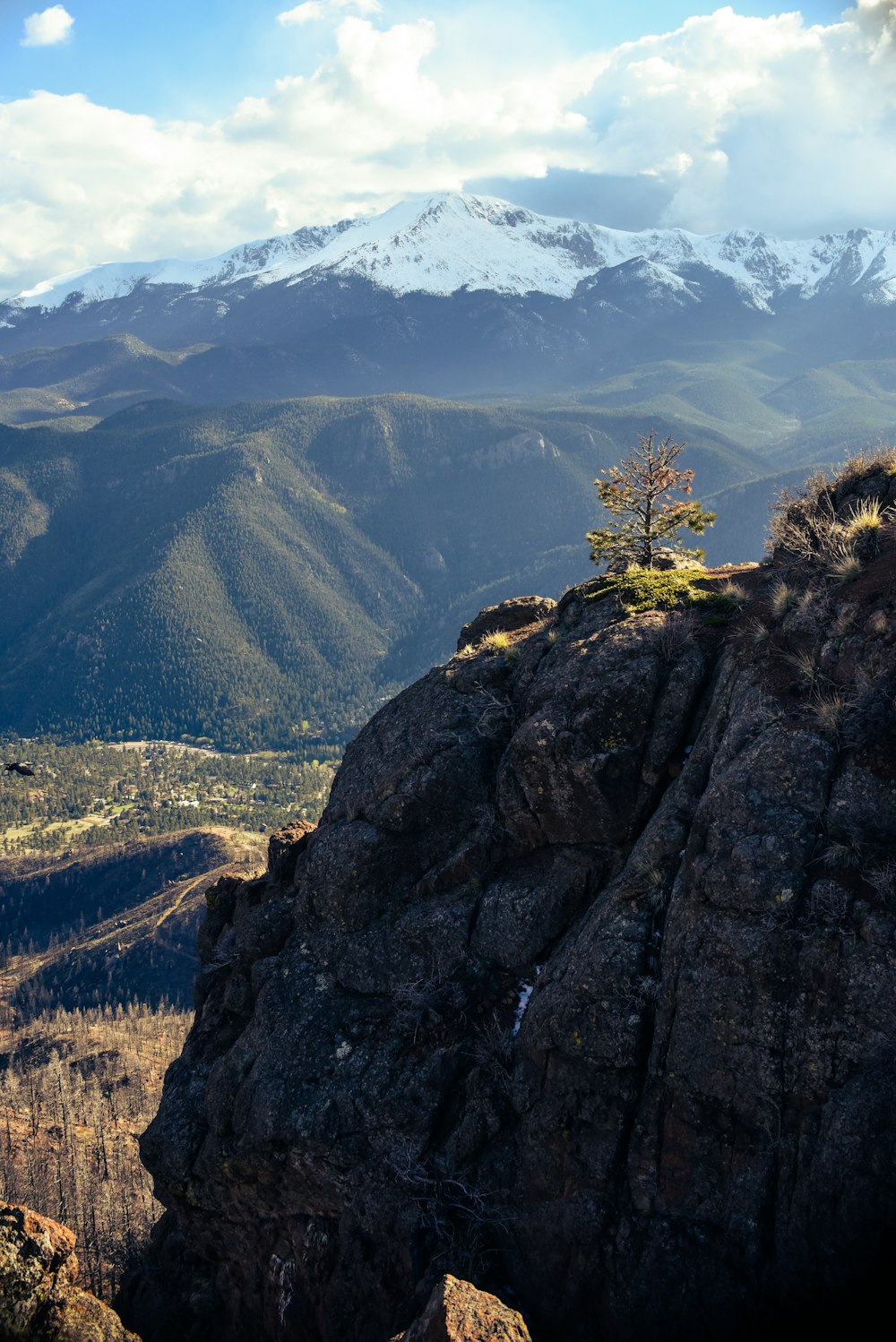 Grüner Baum auf braunem Grasfeld in der Nähe des grauen Rocky Mountain tagsüber