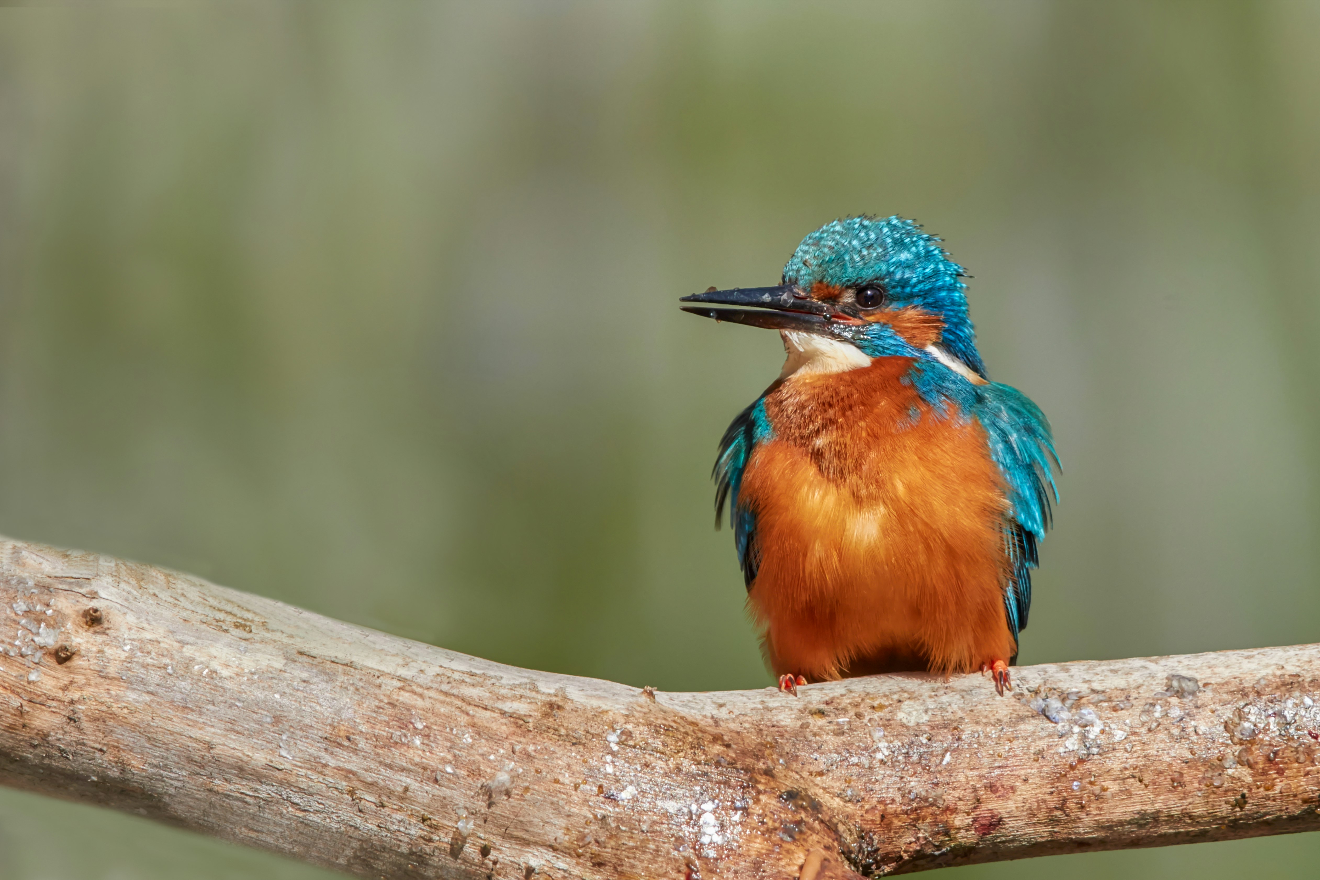 blue and brown bird on brown tree branch