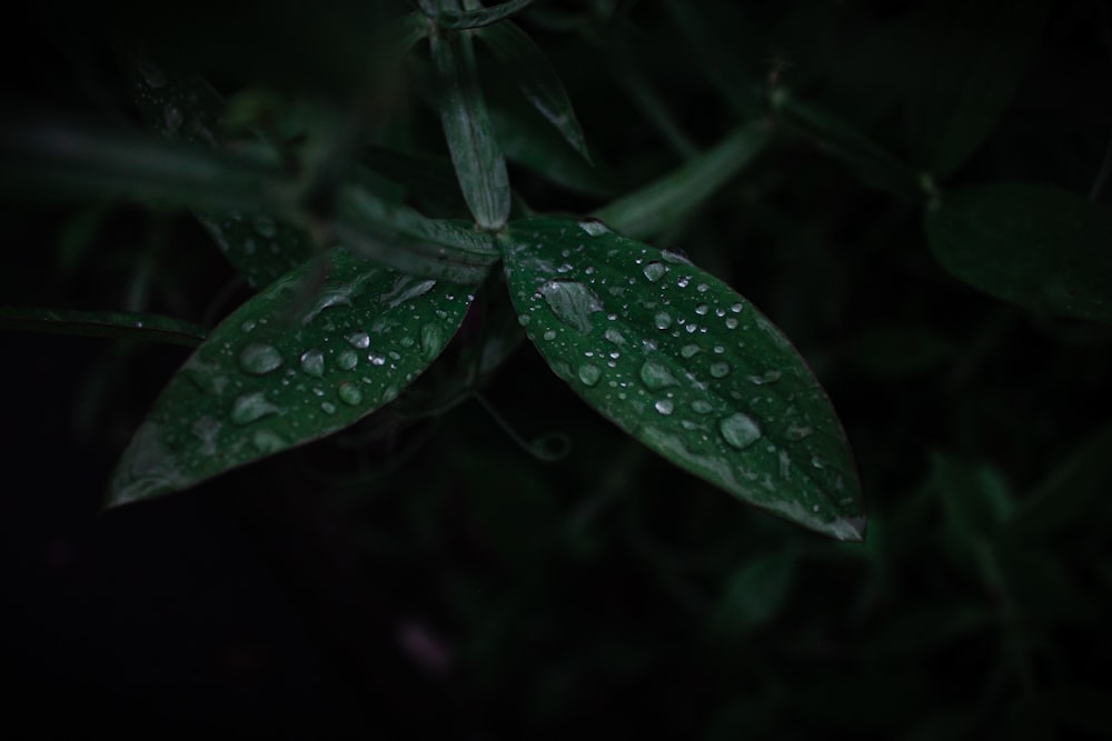 green and purple leaf plant