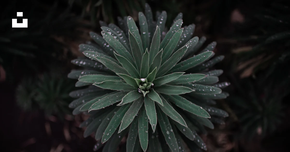 Green leaf plant in close up photography photo – Free Grey Image on ...