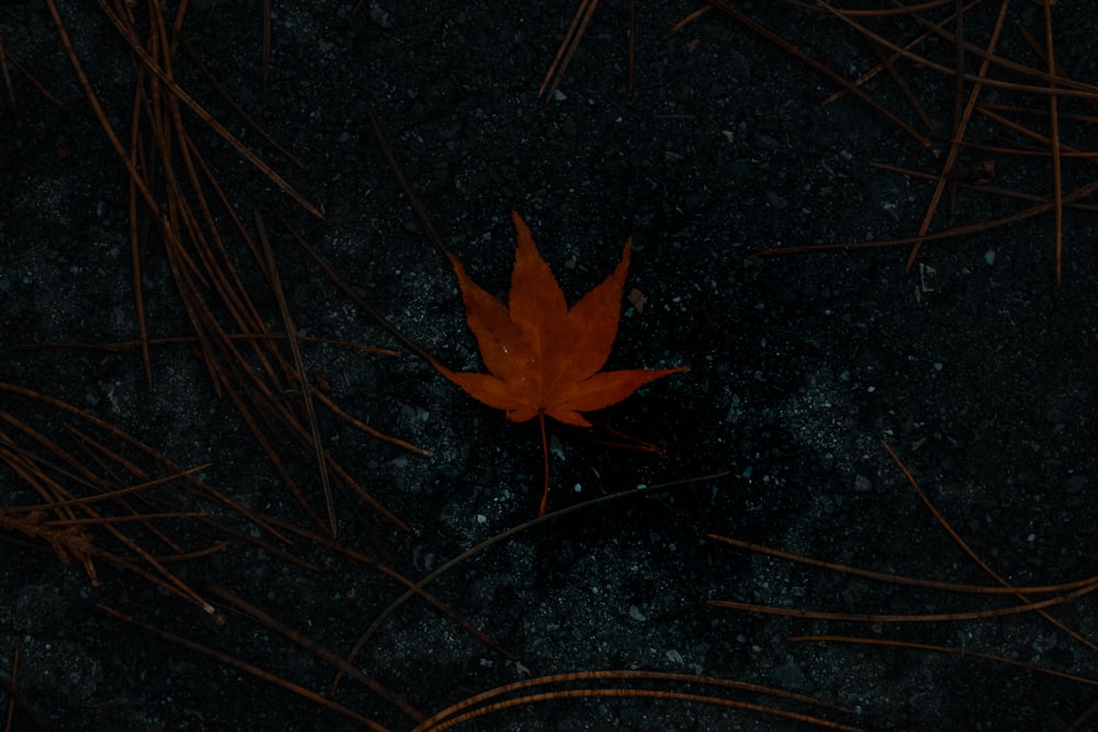 brown maple leaf on black and brown surface