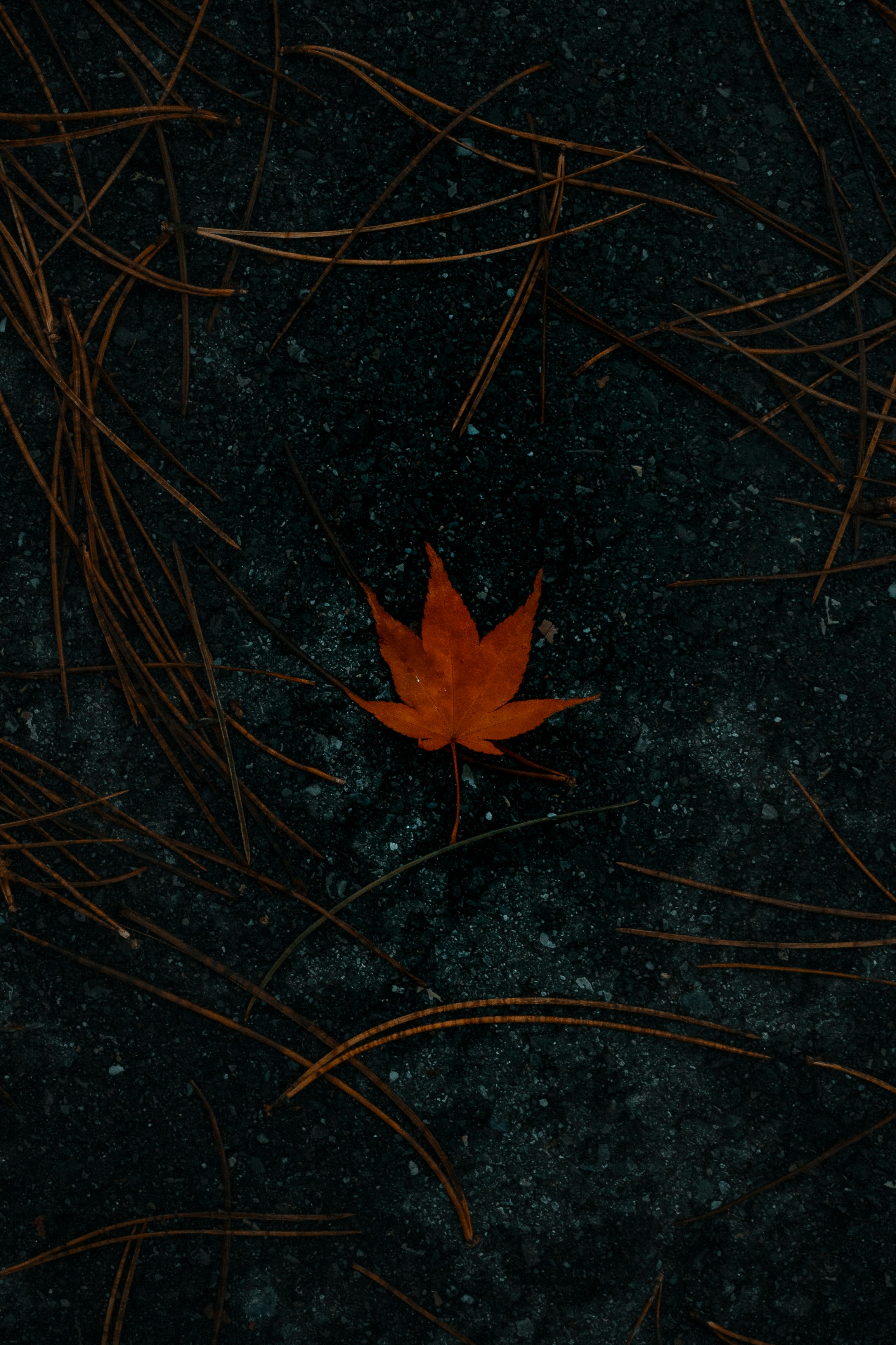 red maple leaf on brown grass