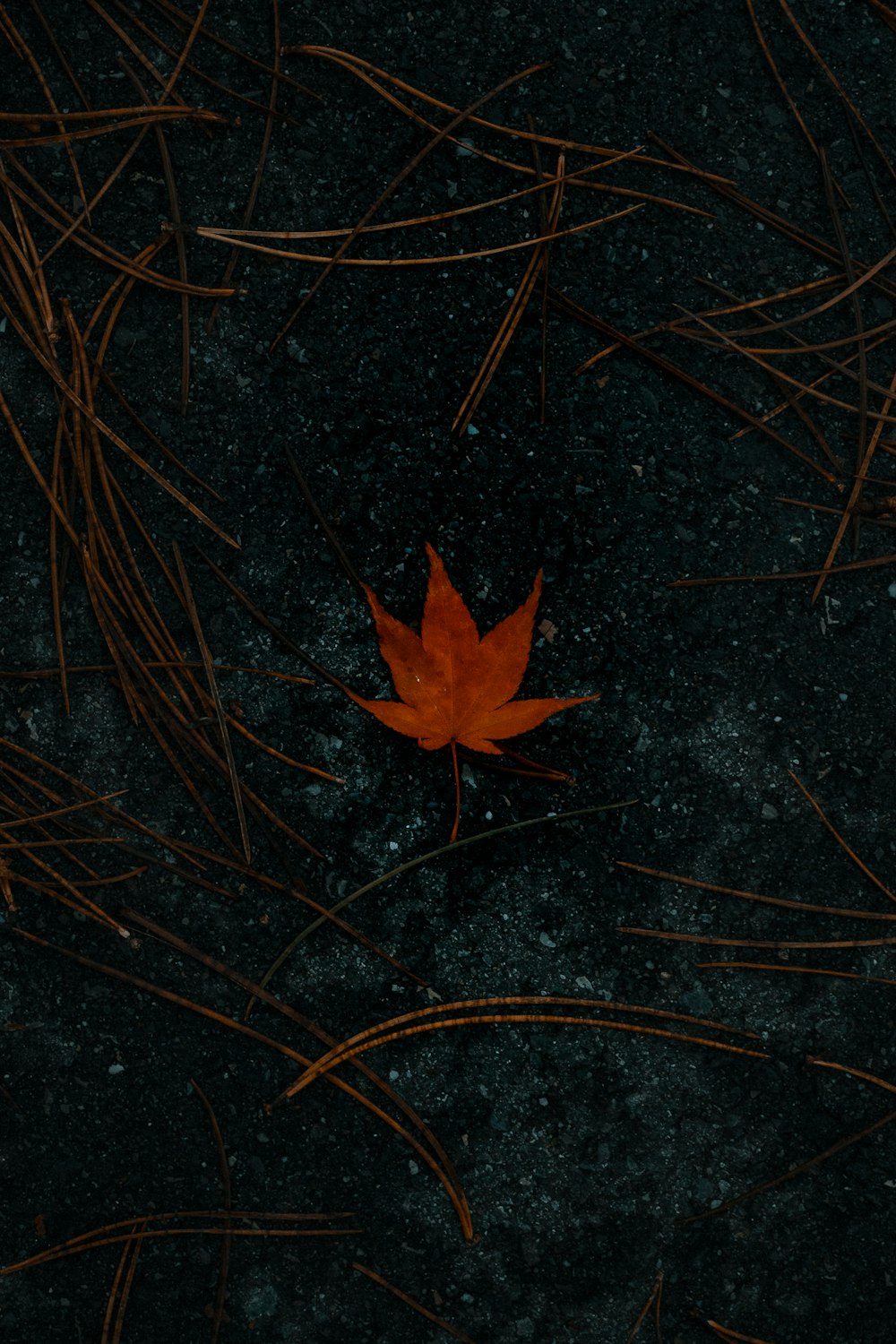 red maple leaf on brown grass