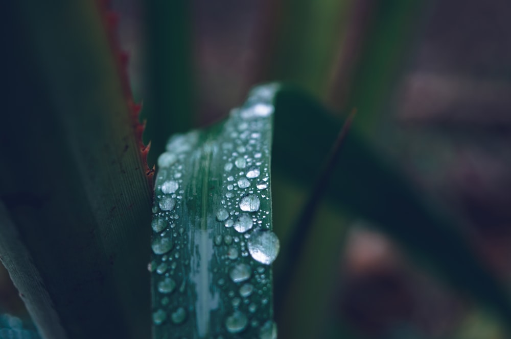 water droplets on green leaf