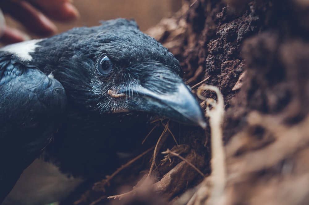 black bird on brown dried leaves