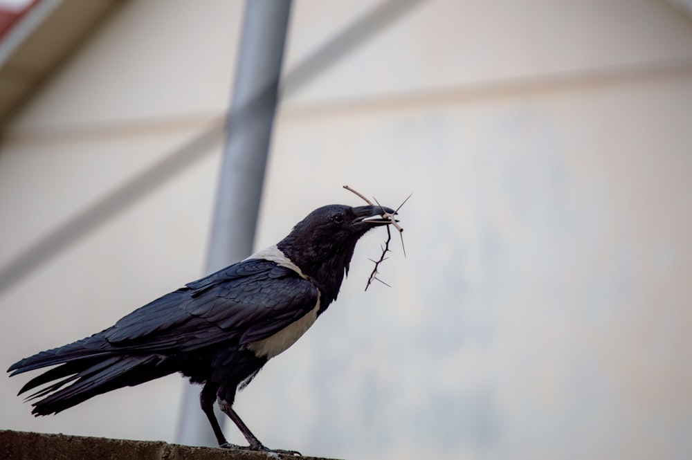 Oiseau noir et blanc sur bâton de bois brun