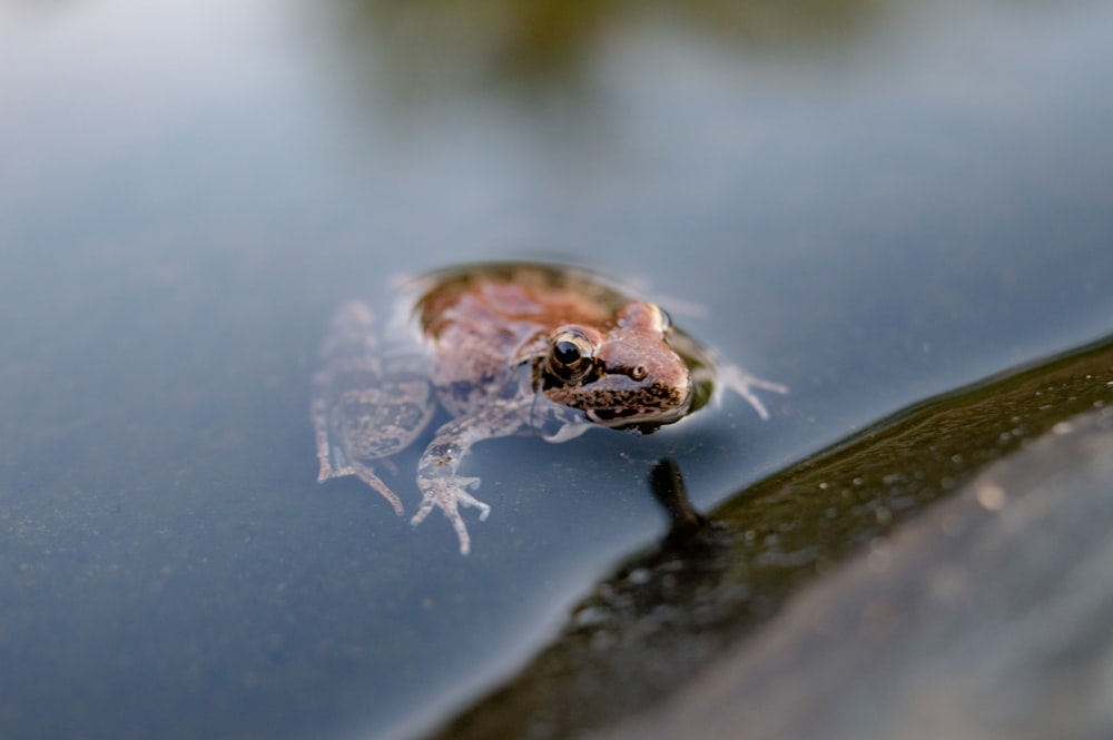 brown and white frog on water