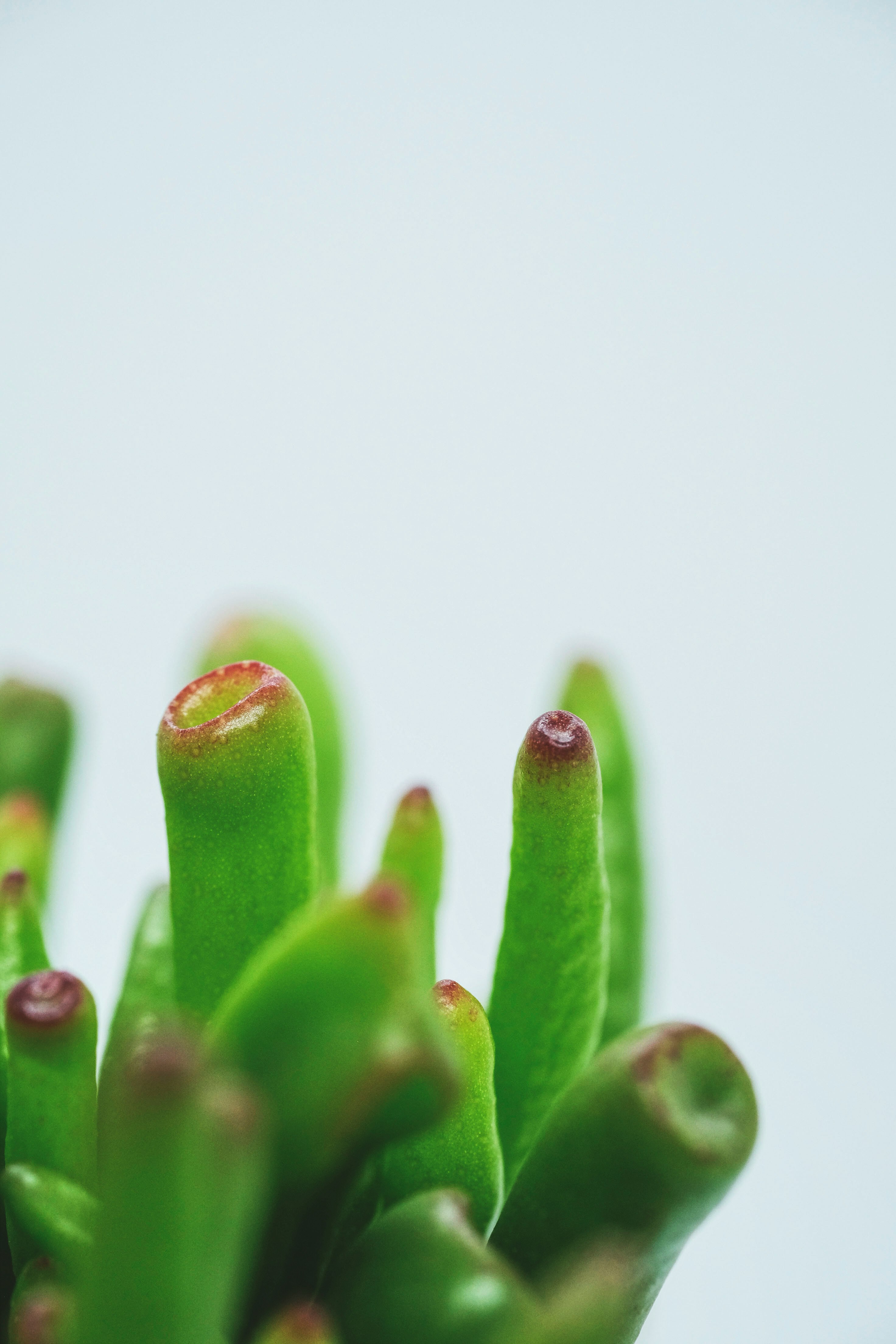 green cactus plant in white background