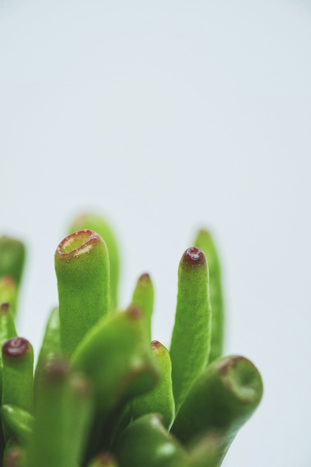 green cactus plant in white background