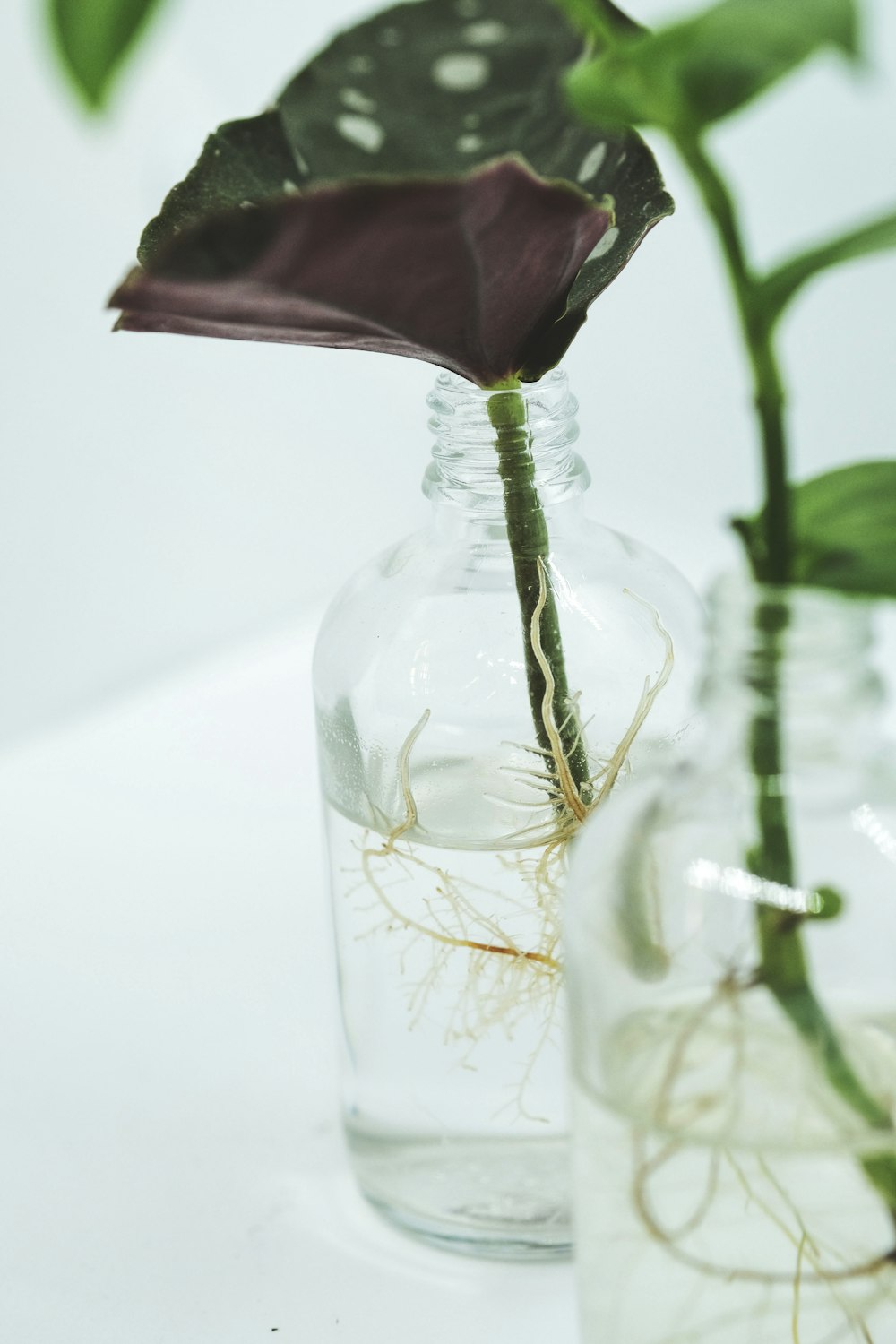 purple flower in clear glass vase