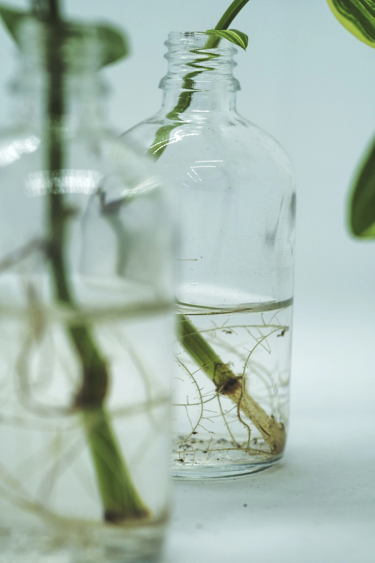 Stem cuttings in clear glass jars with white roots visible developing in the water