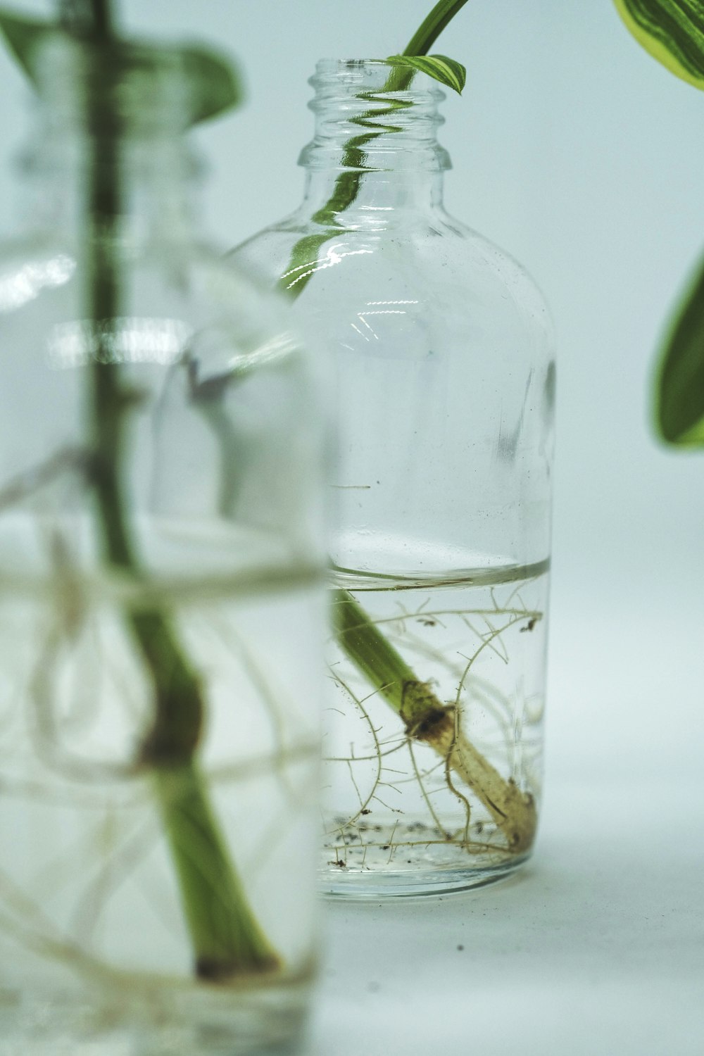 green grasshopper on glass bottle