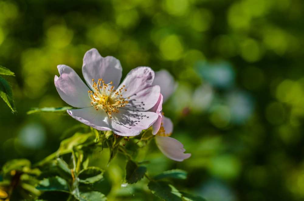 purple flower in tilt shift lens