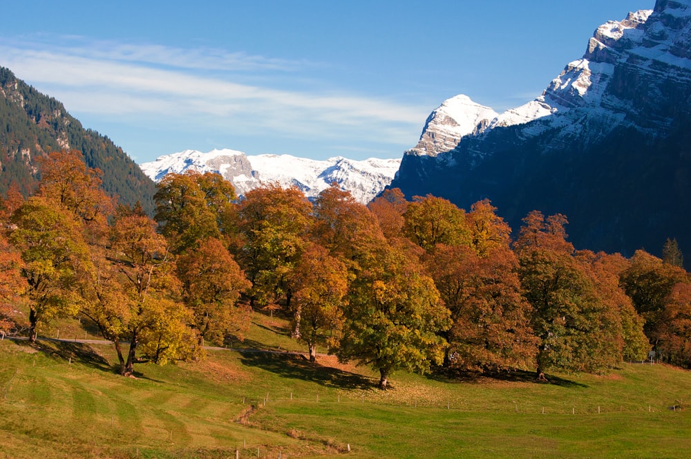 green and brown trees on green grass field near mountain under blue sky during daytime