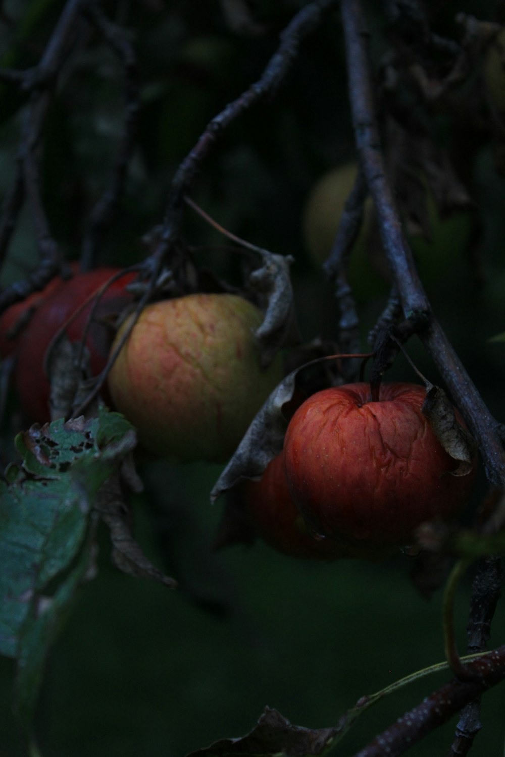 red apple on tree branch