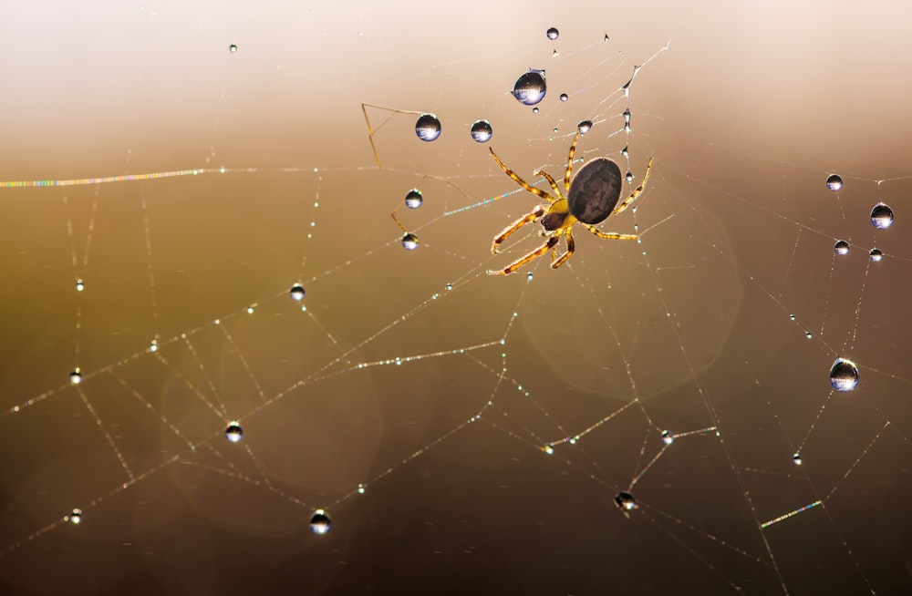 water dew on spider web in close up photography