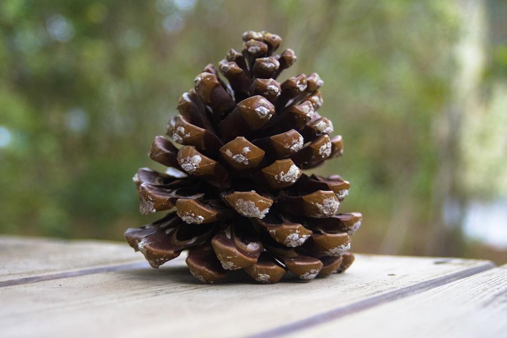 brown pine cone on white wooden table