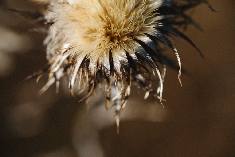 white and brown flower in macro lens