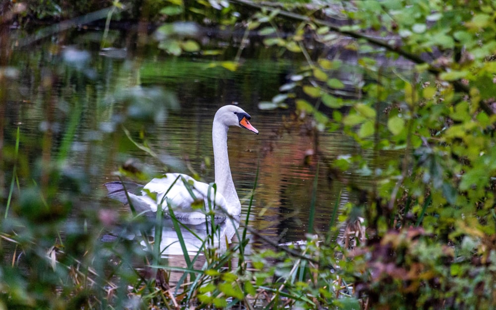 white swan on water during daytime