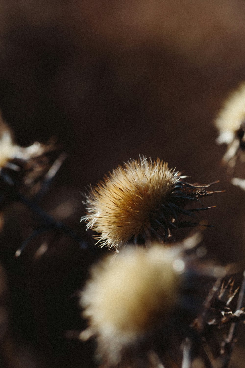 white dandelion in close up photography