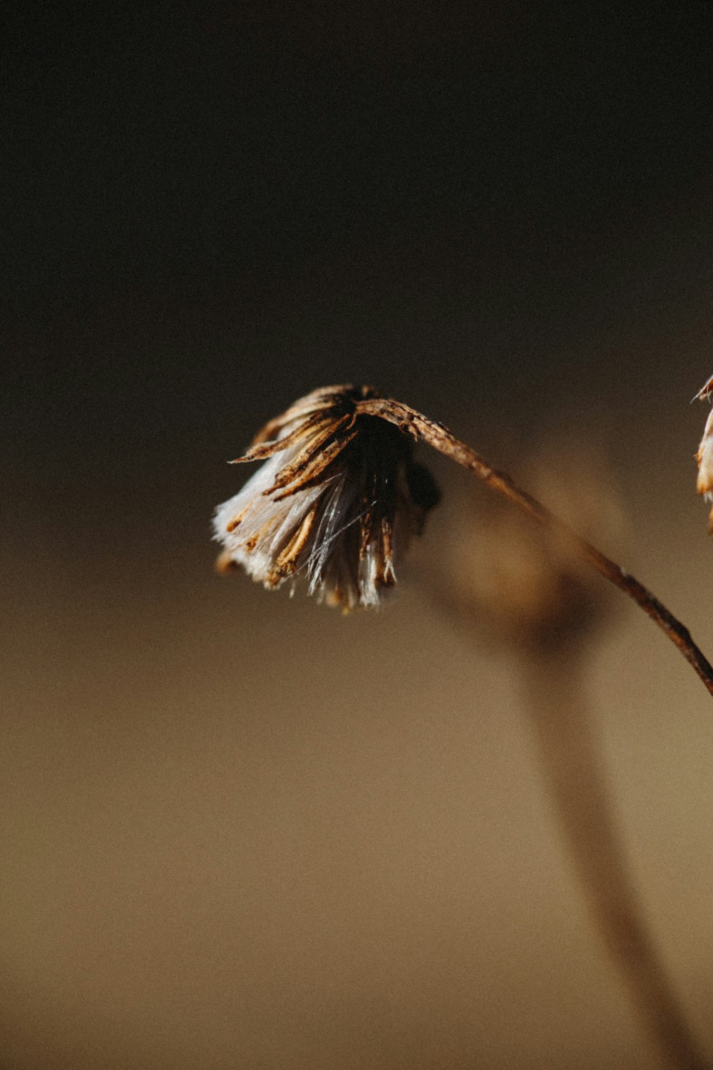 white and brown flower bud in close up photography