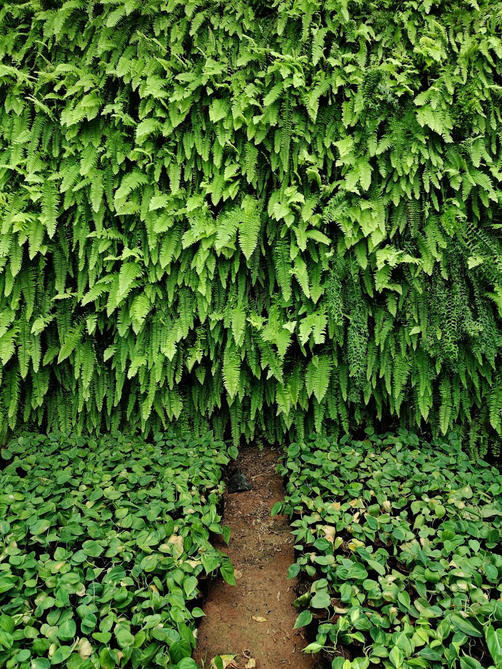 Hojas verdes sobre piso de concreto marrón