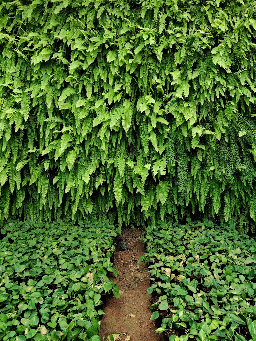 Close-up of fresh green leaves