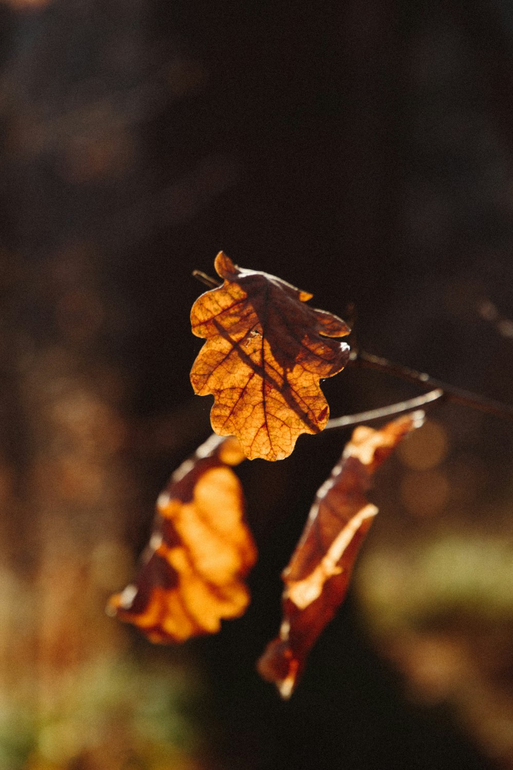 brown and yellow leaf in tilt shift lens