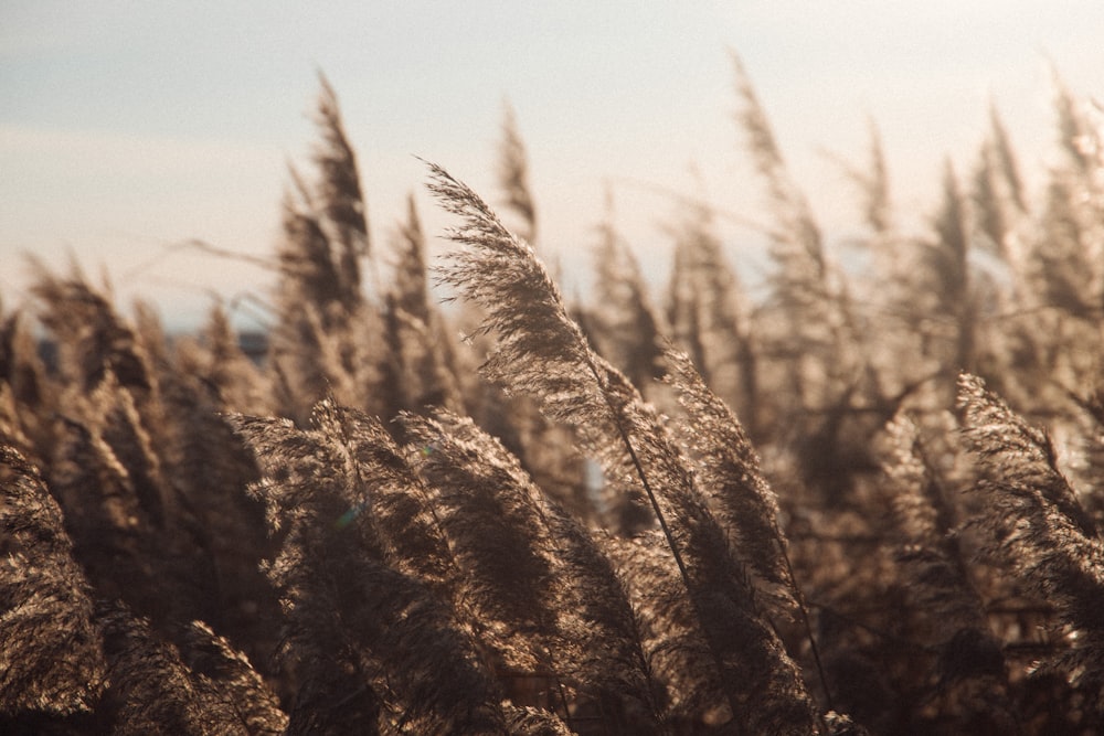 brown wheat field during daytime