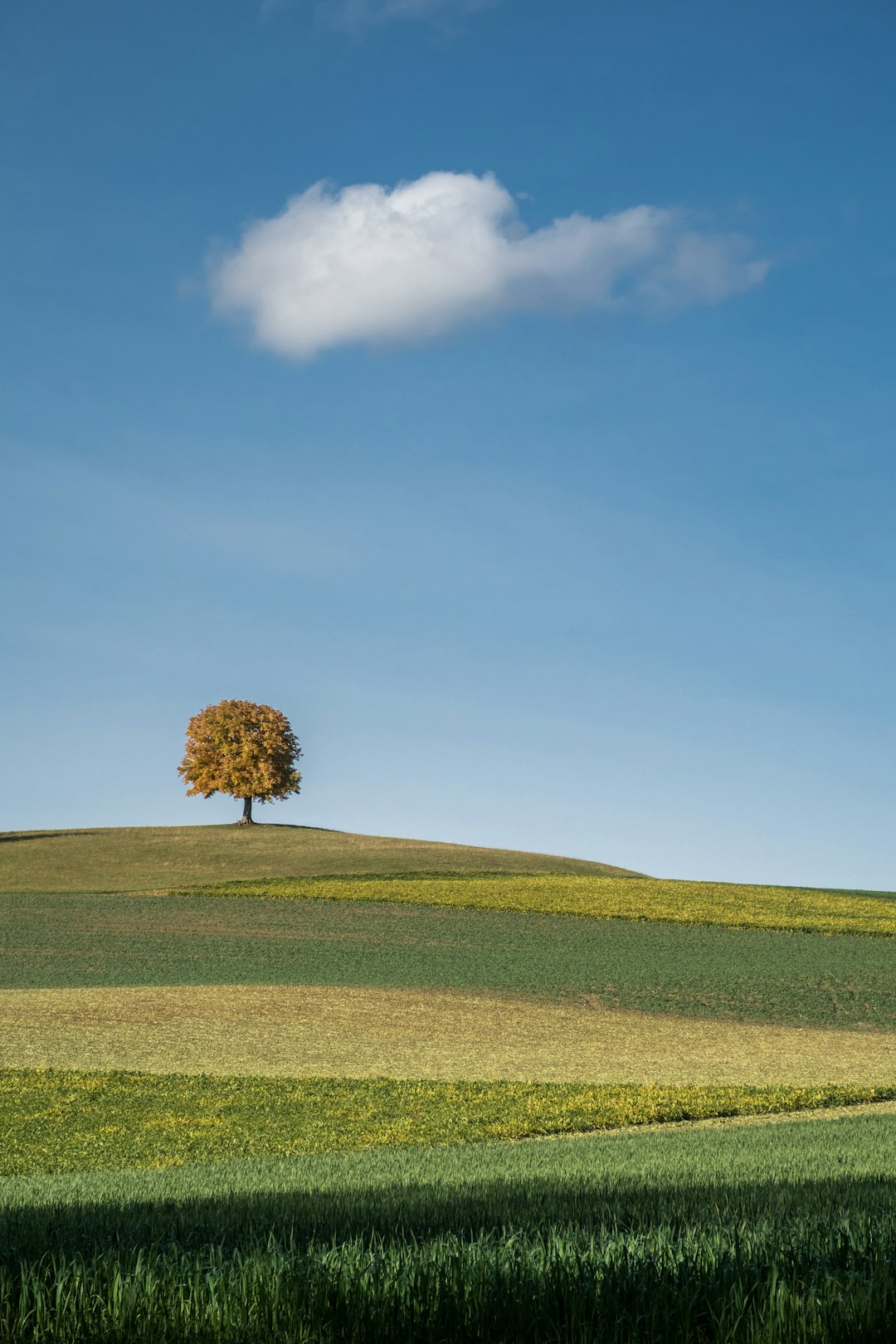 green grass field under blue sky during daytime