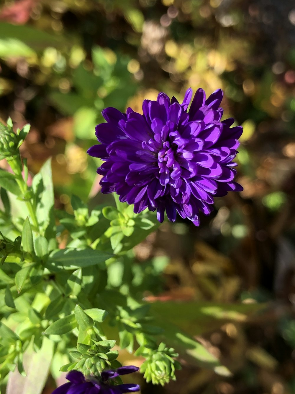 purple flower in tilt shift lens