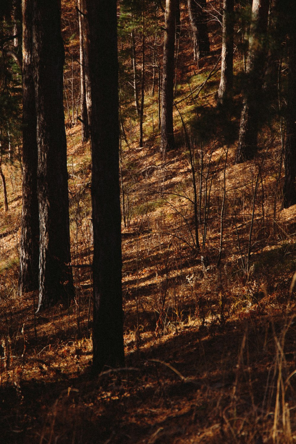 arbres bruns sur un champ brun pendant la journée