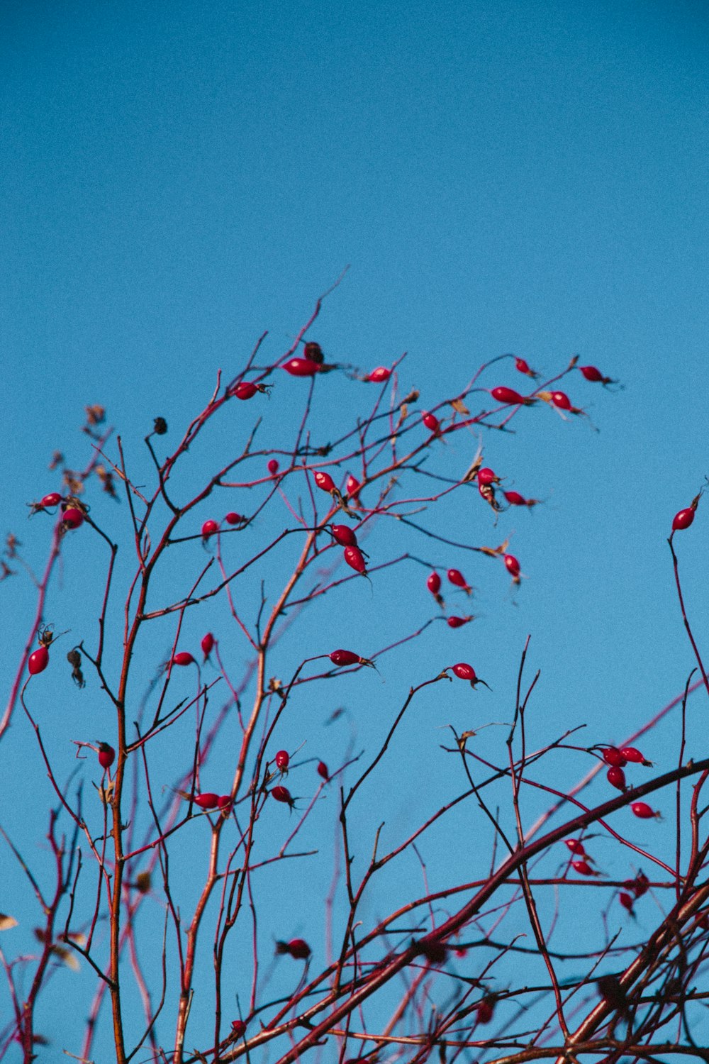 red round fruits on tree branch under blue sky during daytime