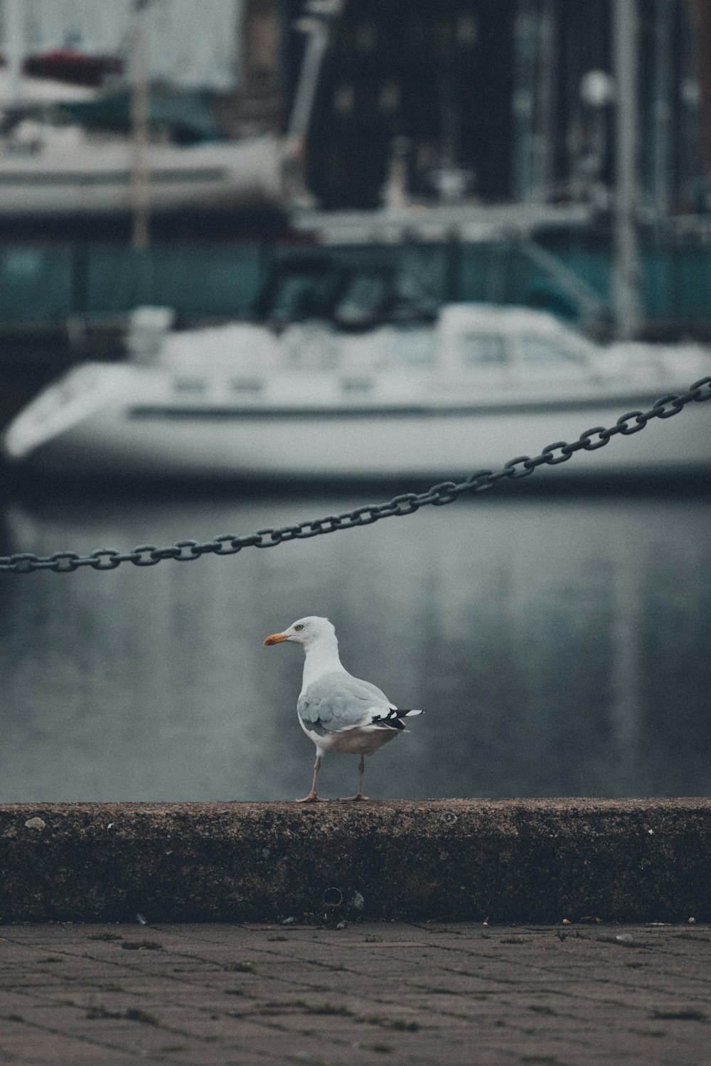 pássaro branco e cinzento na cerca de madeira marrom