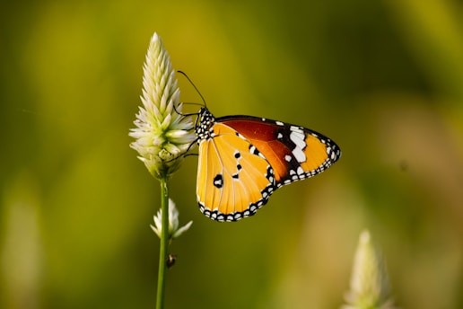 monarch butterfly perched on white flower in close up photography during daytime