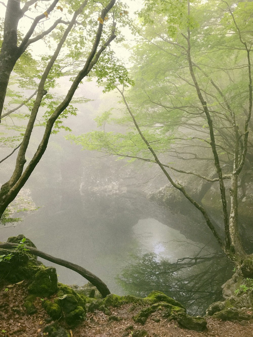 green trees near river during daytime